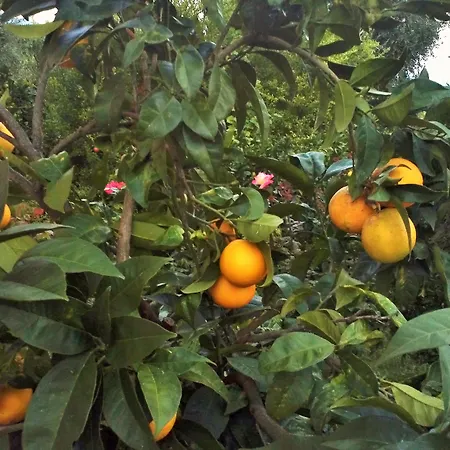 Marilena & ダシア