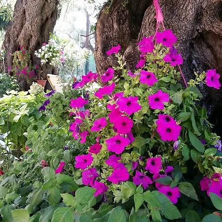 Marilena & * ダシア