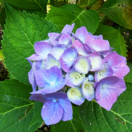 Marilena & * Dassia (Corfu)