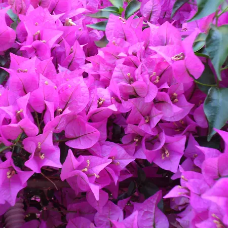 Marilena & * Dassia (Corfu)